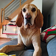 Salto a rejoint le concours — aidez-le/la à gagner de superbes lots ! dog, pet, canine, lounge, couch, indoor, home, staircase, fur, ears, face, nose, eyes, animal, relax, comfort, portrait, closeup, furniture, living_room
