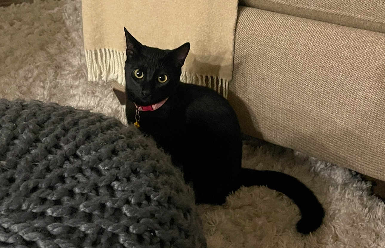 Luna joined the competition — help win amazing prizes! black_cat, cat, pet, indoor, curious, pink_collar, fluffy_carpet, knitted_blanket, beige_couch, furniture, animal, mammal, whiskers, tail, alert, sitting, home, cozy, domestic, companion