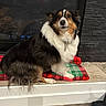Penny joined the competition — help win amazing prizes! dog, pet, animal, fur, tricolor, sitting, blanket, plaid, fireplace, stone_wall, floor, indoor, calm, cute, companion, domestic, mammal, household, relaxed, portrait