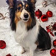 Penny joined the competition — help win amazing prizes! dog, shetland_sheepdog, holiday, christmas, ornaments, snow, festive, pet, animal, fluffy, black, white, brown, decorations, celebration, cute, portrait, indoors, seasonal, winter