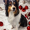 dog, shetland_sheepdog, holiday, christmas, ornaments, snow, festive, pet, animal, fluffy, black, white, brown, decorations, celebration, cute, portrait, indoors, seasonal, winter