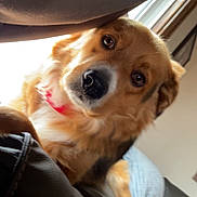 Memphis is registered to the contest to win money with this photo: dog, canine, golden_brown_fur, red_collar, collar, face, eyes, nose, close_up, portrait, couch, leather_sofa, blanket, window, indoor, curious, sitting, tail, pet, fur