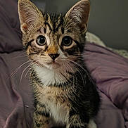 Leo is registered to the contest to win money with this photo: kitten, cat, tabby, pet, animal, feline, cute, young, whiskers, ears, fur, indoor, bed, blanket, purple, curious, small, portrait, sitting, domestic