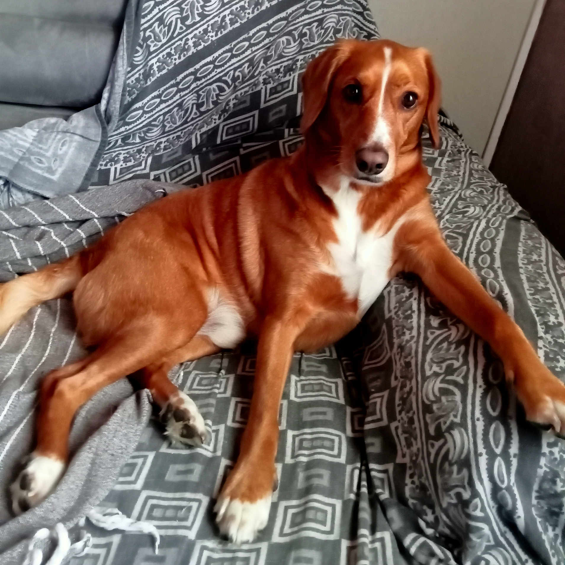 Oscar participe au concours pour gagner de l'argent avec cette photo : animal, blanket, brown_dog, canine, comfortable, couch, dog, domestic, ears, fur, home, indoor, looking, lying_down, paw, pet, relaxed, resting, snout, white_fur