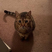 Reeses is registered to the contest to win money with this photo: cat, tabby_cat, pet, domestic_cat, whiskers, indoor, carpet, looking_up, wide_eyes, tail, paws, fur, close_up, portrait, curious, sitting, shadow, low_light, home, feline