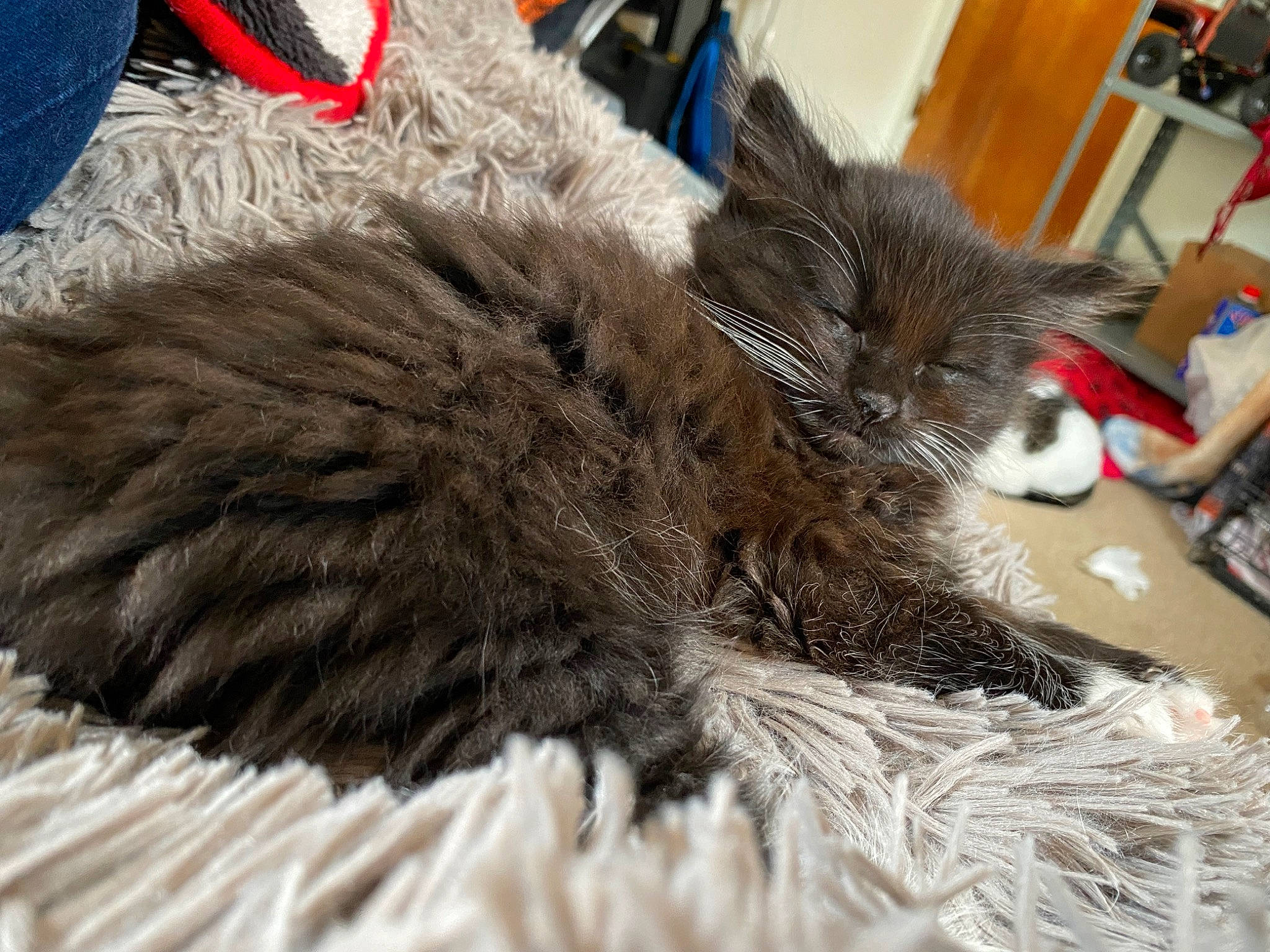 Johnny is registered to the contest to win money with this photo: box, cabinetry, carnivore, cat, chair, claw, comfort, domestic_short_haired_cat, drawer, felidae, fur, grey, nap, paw, shelf, sleep, small_to_medium_sized_cats, snout, tail, whiskers