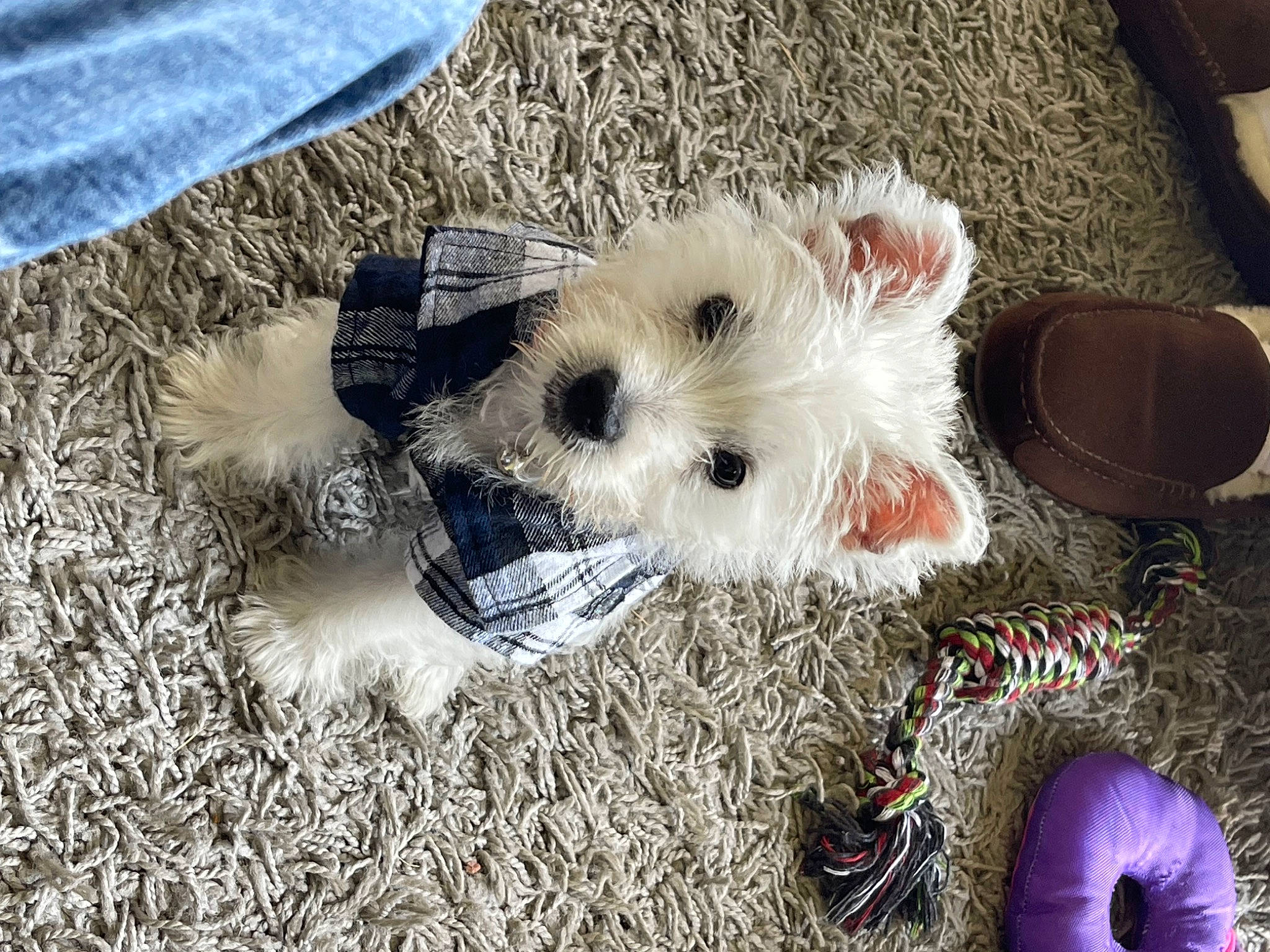 Missy joined the competition — help win amazing prizes! carnivore, christmas, christmas_ornament, companion_dog, dog, dog_breed, dog_clothes, dog_supply, event, fawn, fur, grass, holiday, small_terrier, stuffed_toy, tail, terrier, toy, toy_dog, vertebrate