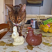 Rameses a rejoint le concours — aidez-le/la à gagner de superbes lots ! animal, bengal_cat, bunny, cat, chair, chicken, chocolate, curious, decor, feline, food, fruit_basket, household, indoor, kitchen, lemons, patterned_tablecloth, pet, table, wooden_chair