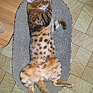 Tigrou participe au concours pour gagner de l'argent avec cette photo : cat, bengal_cat, spotted, striped, feline, pet, animal, lying_down, sprawled, relaxed, scratcher, cardboard, tail, whiskers, ears, fur, indoor, tile_floor, home, playful