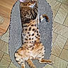 animal, bengal_cat, cardboard, cat, ears, feline, fur, home, indoor, lying_down, pet, playful, relaxed, scratcher, spotted, sprawled, striped, tail, tile_floor, whiskers