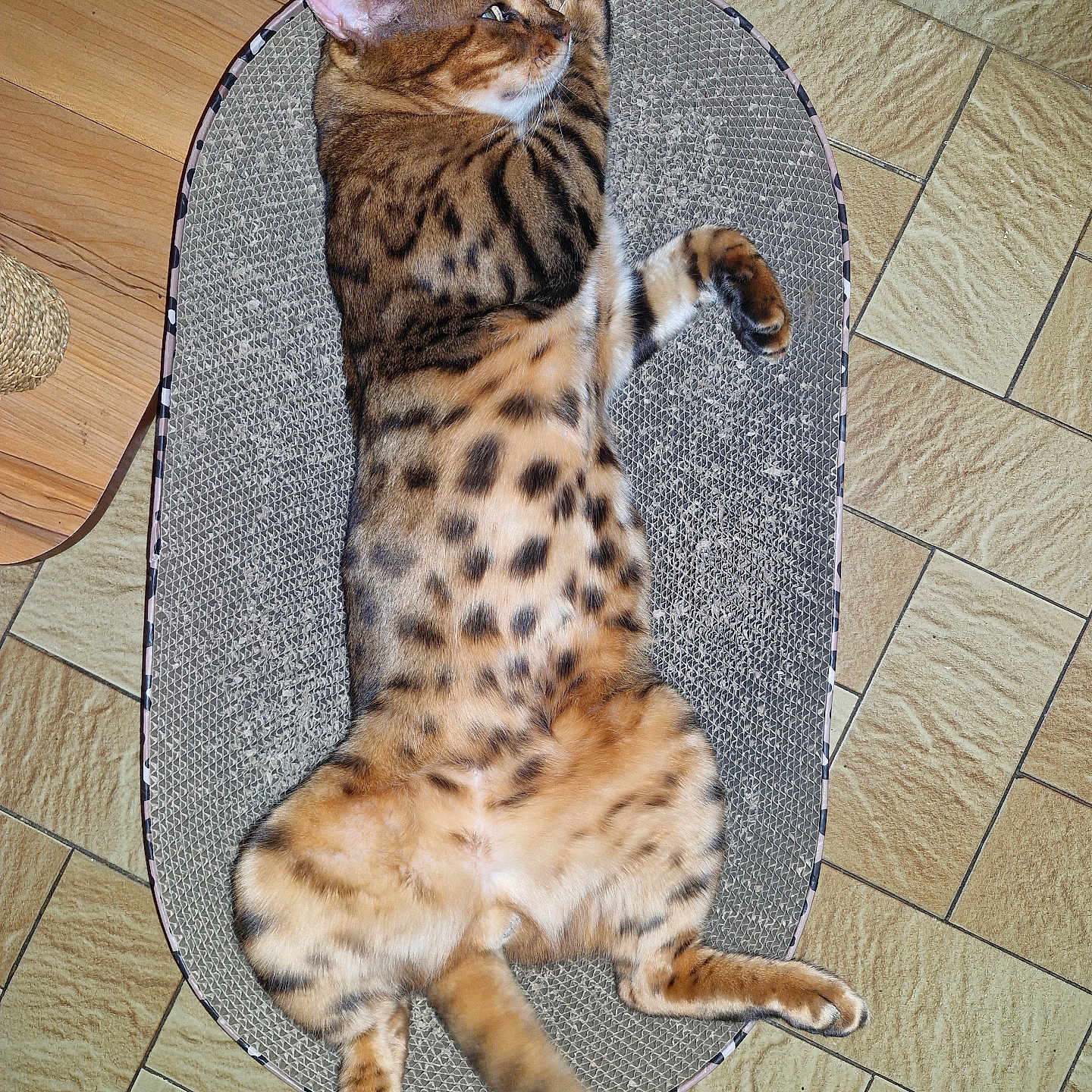 Tigrou participe au concours pour gagner de l'argent avec cette photo : cat, bengal_cat, spotted, striped, feline, pet, animal, lying_down, sprawled, relaxed, scratcher, cardboard, tail, whiskers, ears, fur, indoor, tile_floor, home, playful