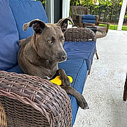 Asher joined the competition — help win amazing prizes! dog, wicker_chair, blue_cushion, yellow_toy, patio, outdoor, greenery, furniture, relaxed, pet, animal, canine, sunlight, leisure, home, garden, resting, companion, daytime, porch