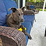 dog, wicker_chair, blue_cushion, yellow_toy, patio, outdoor, greenery, furniture, relaxed, pet, animal, canine, sunlight, leisure, home, garden, resting, companion, daytime, porch