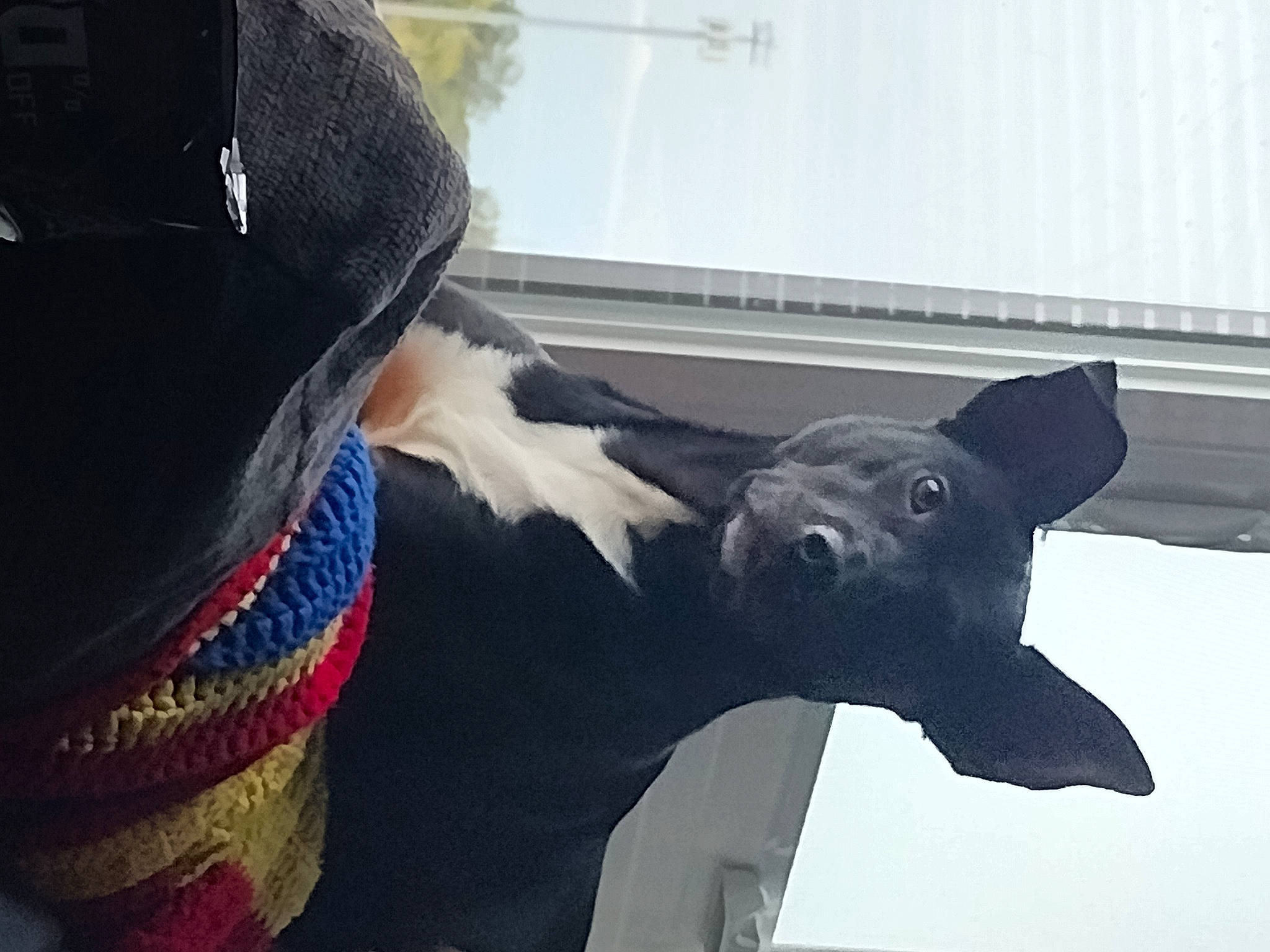 Ladybug joined the competition — help win amazing prizes! canidae, carmine, carnivore, collar, companion_dog, dog, dog_breed, ear, fawn, fur, guard_dog, hat, sculpture, snout, sporting_group, tail, whiskers, window, winter, working_animal