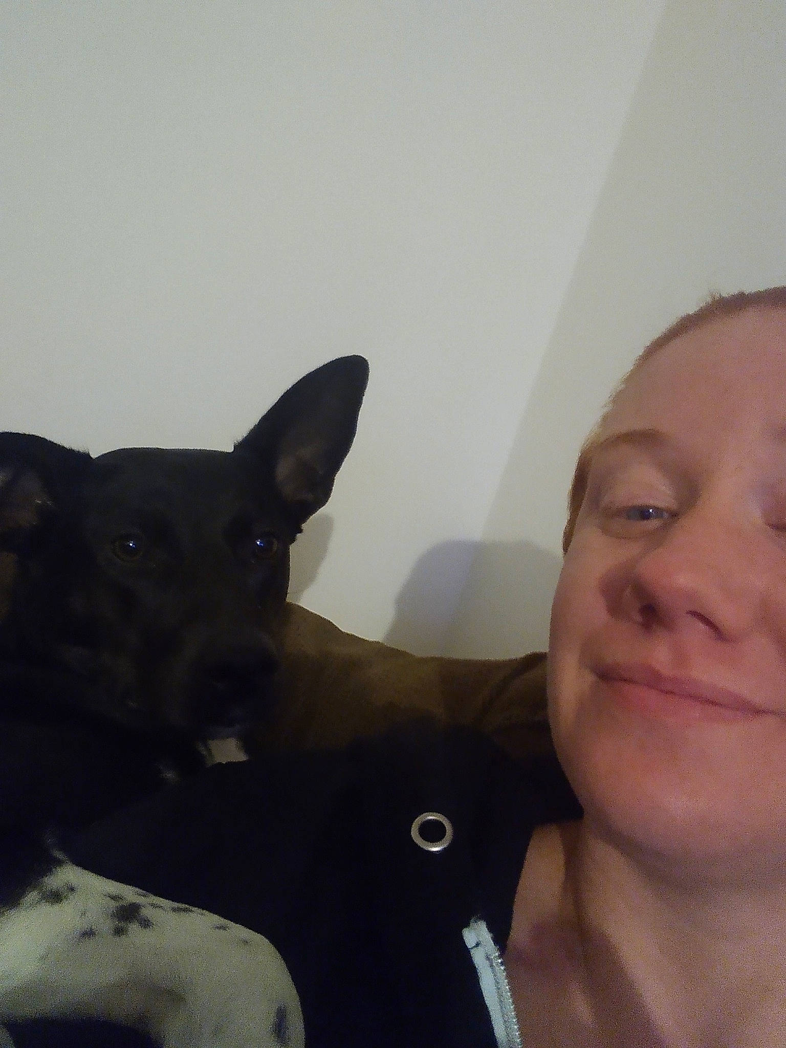 Ladybug is registered to the contest to win money with this photo: canidae, carnivore, companion_dog, dog, dog_breed, ear, fawn, fur, gesture, happy, jaw, jewellery, mammal, nose, selfie, smile, snout, sporting_group, whiskers, working_animal