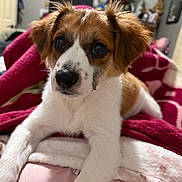 Sultan is registered to the contest to win money with this photo: animal, bed, bedroom, black_nose, blanket, brown_and_white, close_up, cozy, cute, dog, floppy_ears, front_view, fur, indoor, pet, photography, portrait, puppy, sitting, wide_eyes