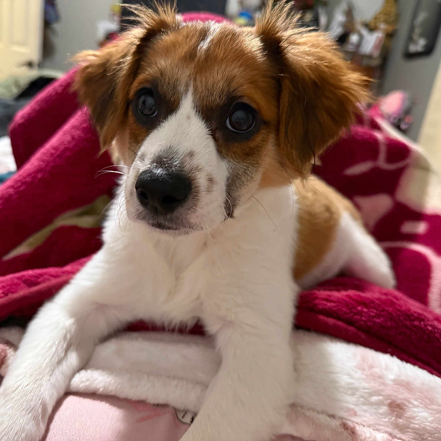 Sultan is registered to the contest to win money with this photo: animal, bed, bedroom, black_nose, blanket, brown_and_white, close_up, cozy, cute, dog, floppy_ears, front_view, fur, indoor, pet, photography, portrait, puppy, sitting, wide_eyes