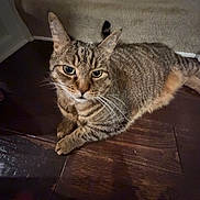 Chi is registered to the contest to win money with this photo: cat, tabby, pet, animal, indoor, floor, wooden_floor, stairs, carpet, fur, whiskers, ears, eyes, paws, domestic_cat, mammal, cute, resting, looking_up, house