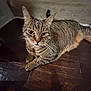 cat, tabby, pet, animal, indoor, floor, wooden_floor, stairs, carpet, fur, whiskers, ears, eyes, paws, domestic_cat, mammal, cute, resting, looking_up, house