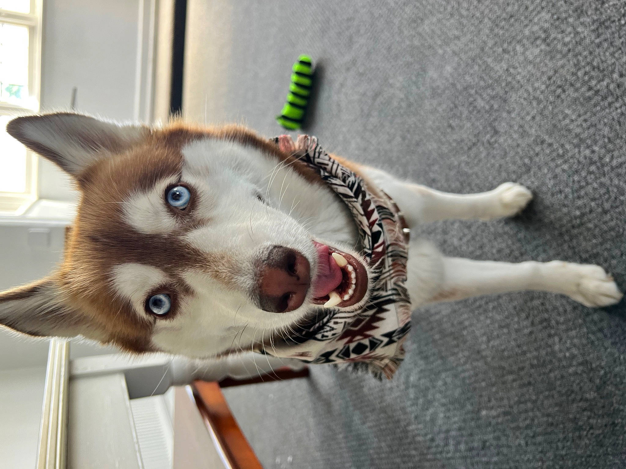 Luna joined the competition — help win amazing prizes! canidae, canis, carnivore, collar, companion_dog, dog, dog_breed, fang, fawn, felidae, fur, jaw, paw, siberian_husky, sled_dog, small_to_medium_sized_cats, snout, sporting_group, whiskers, working_animal