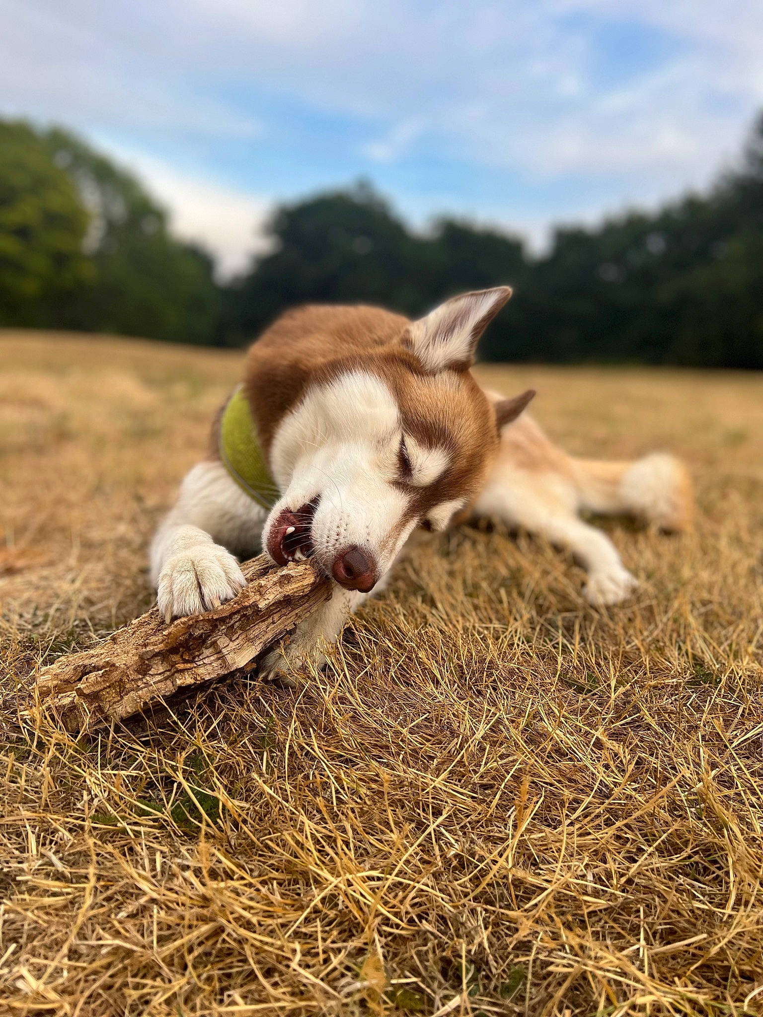 Luna joined the competition — help win amazing prizes! cloud, dog_breed, fawn, field, goat, grass, grassland, happy, hay, landscape, livestock, mammal, natural_landscape, pasture, plant, sky, terrestrial_animal, tree, vertebrate, wood