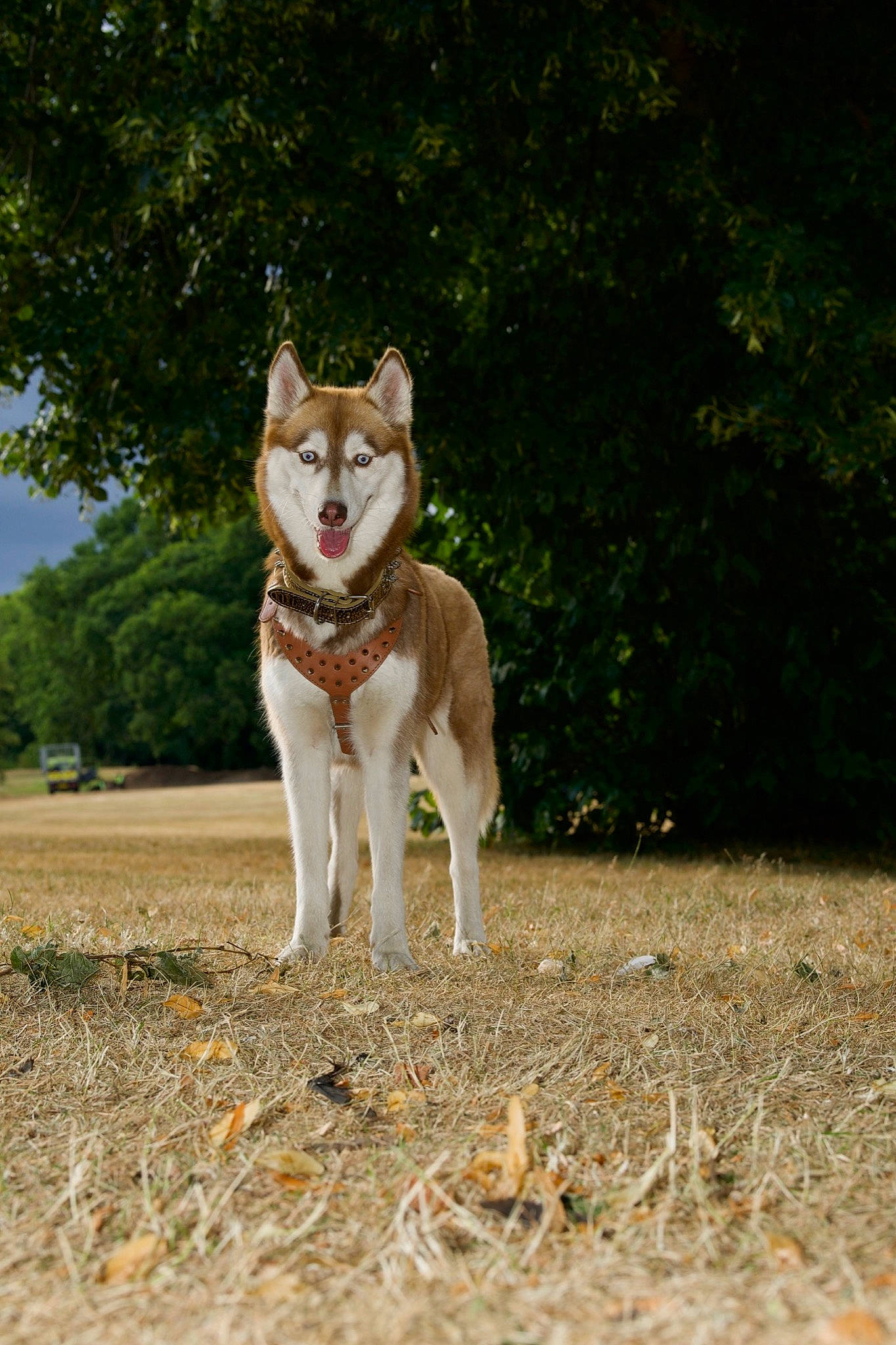 Luna joined the competition — help win amazing prizes! canidae, canis, carnivore, collar, companion_dog, dog, dog_breed, grass, herding_dog, plant, snout, soil, sporting_group, tail, terrestrial_animal, tree, whiskers, wildlife, working_animal, working_dog