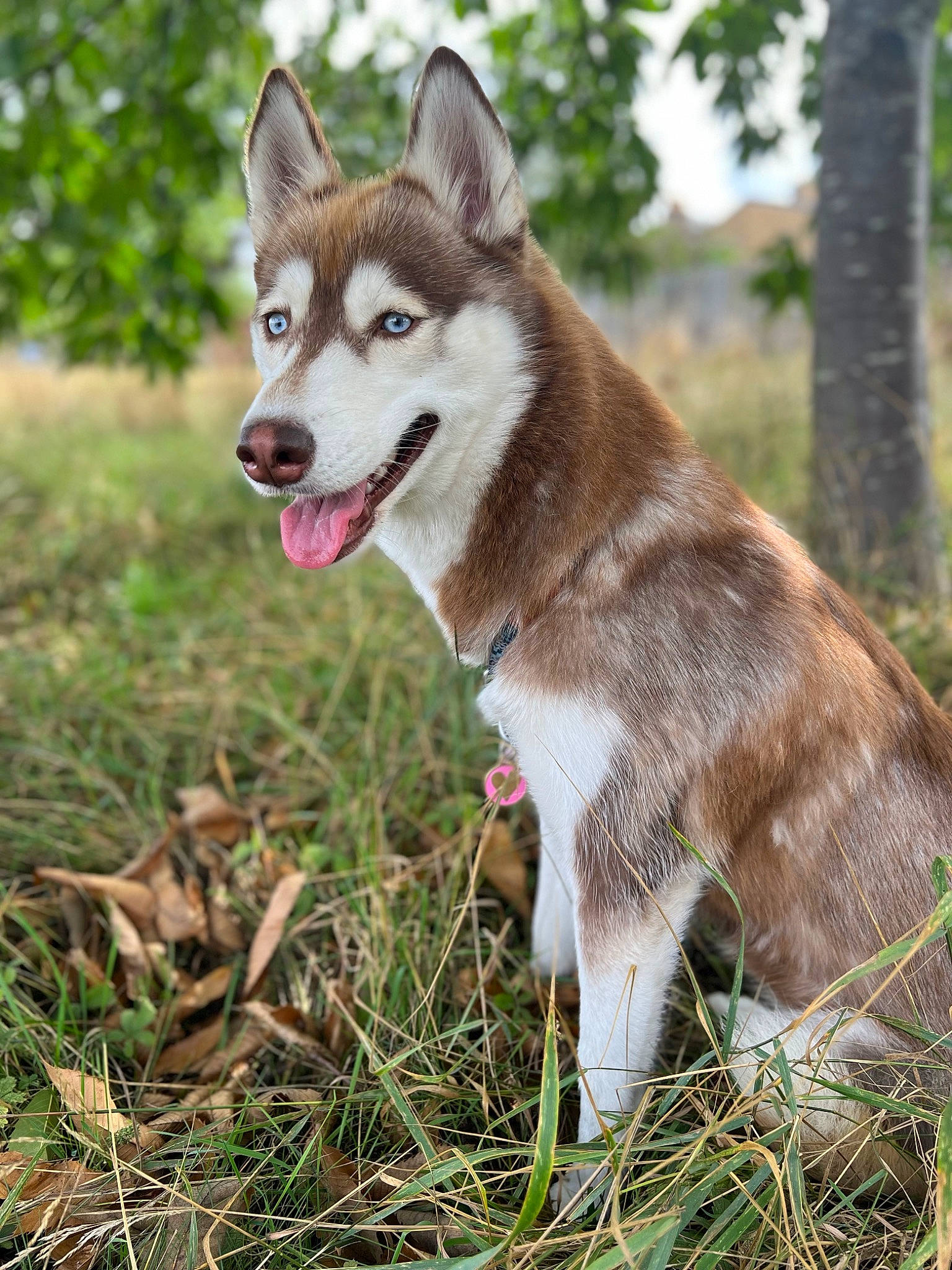 Luna is registered to the contest to win money with this photo: canidae, canis, carnivore, collar, companion_dog, dog, dog_breed, fawn, fur, grass, plant, snout, sporting_group, tail, terrestrial_animal, tree, whiskers, wildlife, working_animal, working_dog