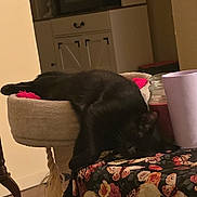 Misty joined the competition — help win amazing prizes! animal, black_cat, cabinet, cat_lounging, cat_perch, cozy, decor, floral_pattern, furniture, household, indoor, jar, microwave, pet, purple_cup, relaxed, skull_pattern, sleeping_cat, table, wooden_floor
