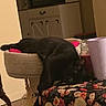 animal, black_cat, cabinet, cat_lounging, cat_perch, cozy, decor, floral_pattern, furniture, household, indoor, jar, microwave, pet, purple_cup, relaxed, skull_pattern, sleeping_cat, table, wooden_floor