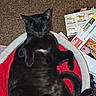 Misty is registered to the contest to win money with this photo: animal, bed, black_cat, carpet, cat, cozy, cute, domestic_cat, feline, fur, indoor, mammal, papers, paw, pet, pet_bed, relaxed, resting, sleeping, whiskers