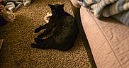 Misty joined the competition — help win amazing prizes! animal, black_cat, blanket, carpet, cat, couch, cozy, domestic, floor, fur, furniture, home, indoor, living_room, pet, quiet, relaxing, resting, sleeping, warm_lighting