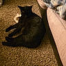 animal, black_cat, blanket, carpet, cat, couch, cozy, domestic, floor, fur, furniture, home, indoor, living_room, pet, quiet, relaxing, resting, sleeping, warm_lighting