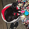 Misty is registered to the contest to win money with this photo: animal, black_cat, black_shoes, carpet, cat_bed, cozy, domestic_cat, feline, home_interior, indoor, pet, red_cushion, relaxation, resting_cat, rose_pattern, shoes, skull_pattern, sleeping_cat, tablecloth, wood_floor