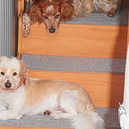 Shamsi participe au concours pour gagner de l'argent avec cette photo :