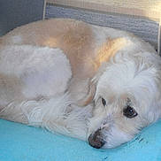 Shamsi a rejoint le concours — aidez-le/la à gagner de superbes lots !