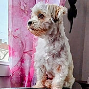 Nala a rejoint le concours — aidez-le/la à gagner de superbes lots ! dog, pet, indoor, curtains, window, leather_couch, fur, white, tan, perched, looking_out, cozy, home, decor, curly_fur, animal, side_profile, natural_light, wall_decor, thoughtful