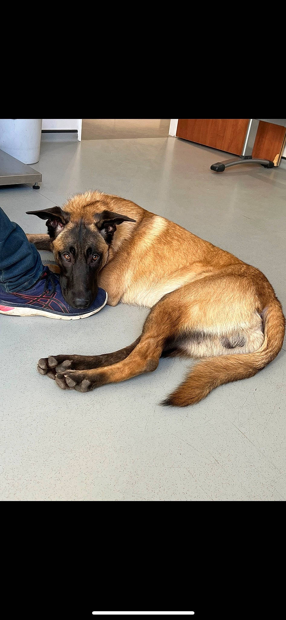 Elvis participe au concours pour gagner de l'argent avec cette photo : belgian_shepherd_malinois, carnivore, collar, companion_dog, dog, dog_breed, fawn, flooring, foot, fur, german_shepherd_dog, guard_dog, old_german_shepherd_dog, paw, snout, tail, terrestrial_animal, wood, working_animal, working_dog