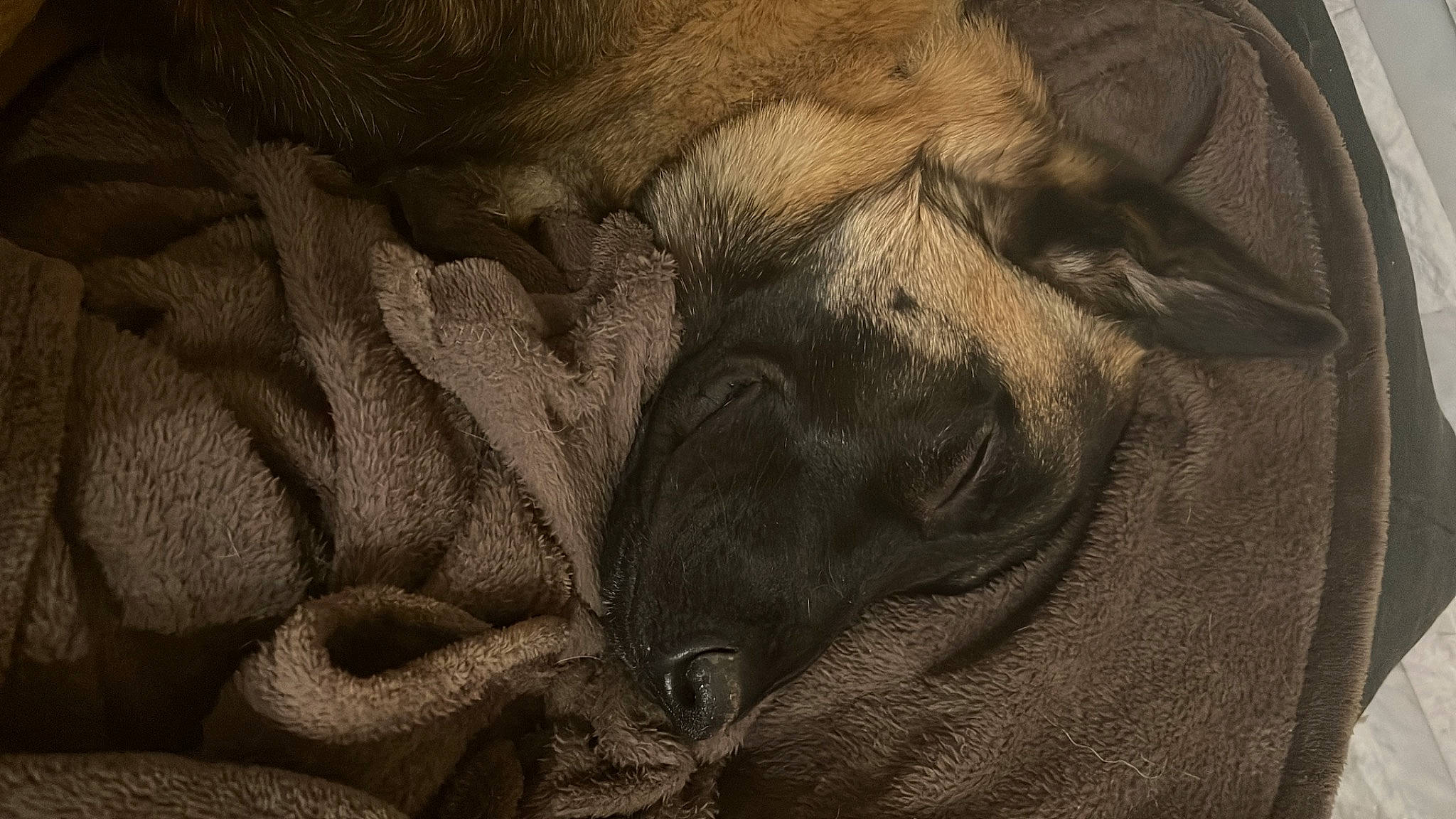 Elvis participe au concours pour gagner de l'argent avec cette photo : art, darkness, drawing, fawn, fur, grey, illustration, linens, livestock, monochrome, monochrome_photography, painting, pattern, snout, terrestrial_animal, visual_arts, wildlife, wood, working_animal, wrinkle