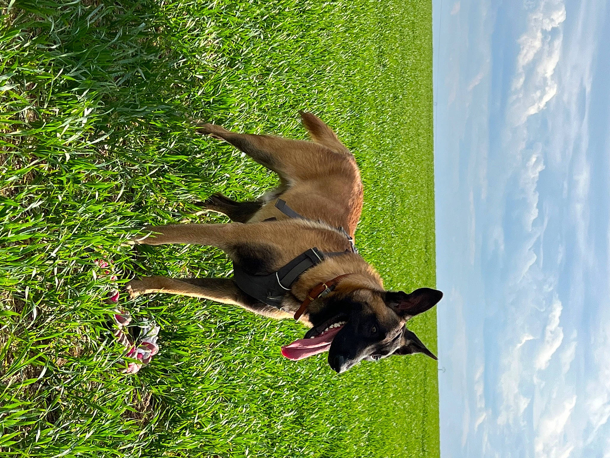 Elvis participe au concours pour gagner de l'argent avec cette photo : biting, canidae, carnivore, cloud, companion_dog, dog, dog_breed, dog_collar, fawn, grass, guard_dog, liver, plant, sky, sporting_group, tail, terrestrial_animal, terrestrial_plant, toy_dog, working_animal