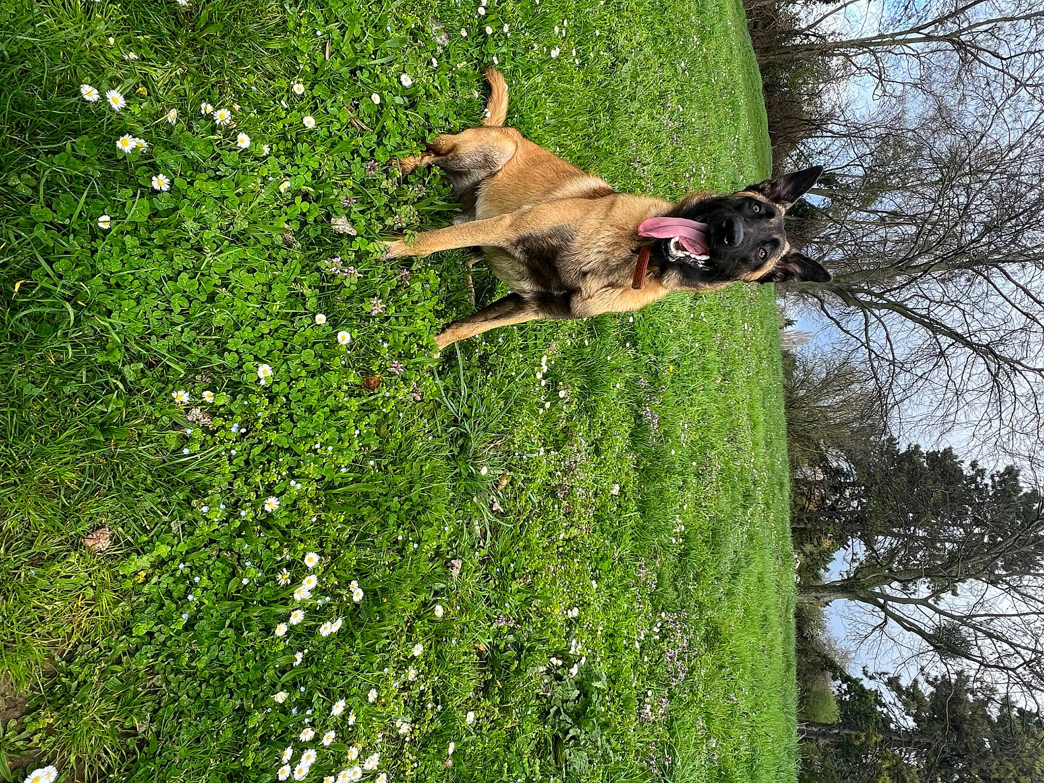 Elvis participe au concours pour gagner de l'argent avec cette photo : carnivore, companion_dog, dog, dog_breed, fawn, flower, grass, grassland, groundcover, guard_dog, pasture, people_in_nature, plant, shrub, sky, sporting_group, tail, tree, trunk, wildlife