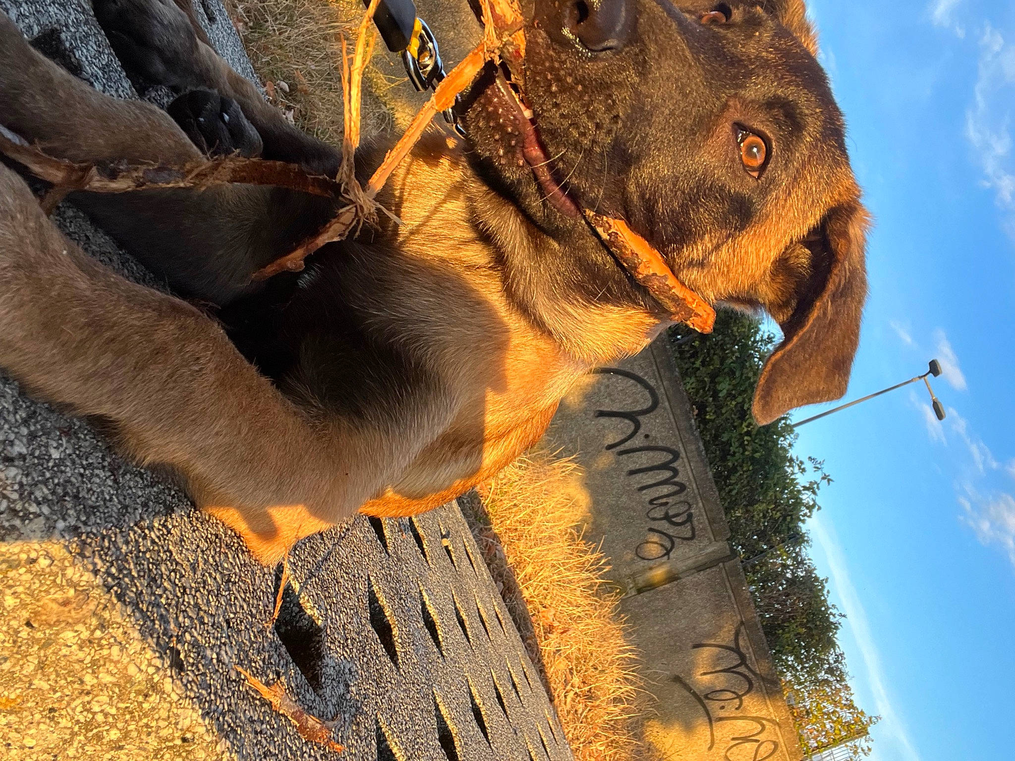 Elvis a rejoint le concours — aidez-le/la à gagner de superbes lots ! big_cats, carnivore, cloud, elephant, fawn, felidae, grass, indian_elephant, lion, plant, reptile, sky, snout, sporting_group, terrestrial_animal, tree, whiskers, wood, working_animal, wrinkle