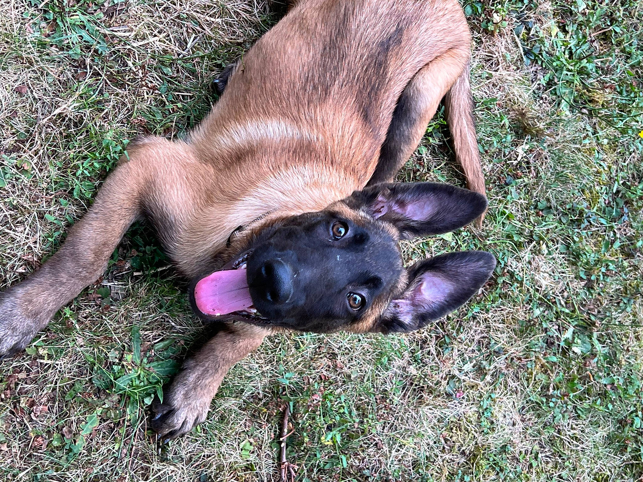 Elvis participe au concours pour gagner de l'argent avec cette photo : carnivore, companion_dog, dog, dog_breed, fawn, grass, hunting_dog, liver, non_sporting_group, paw, sporting_group, tail, terrestrial_animal, working_animal
