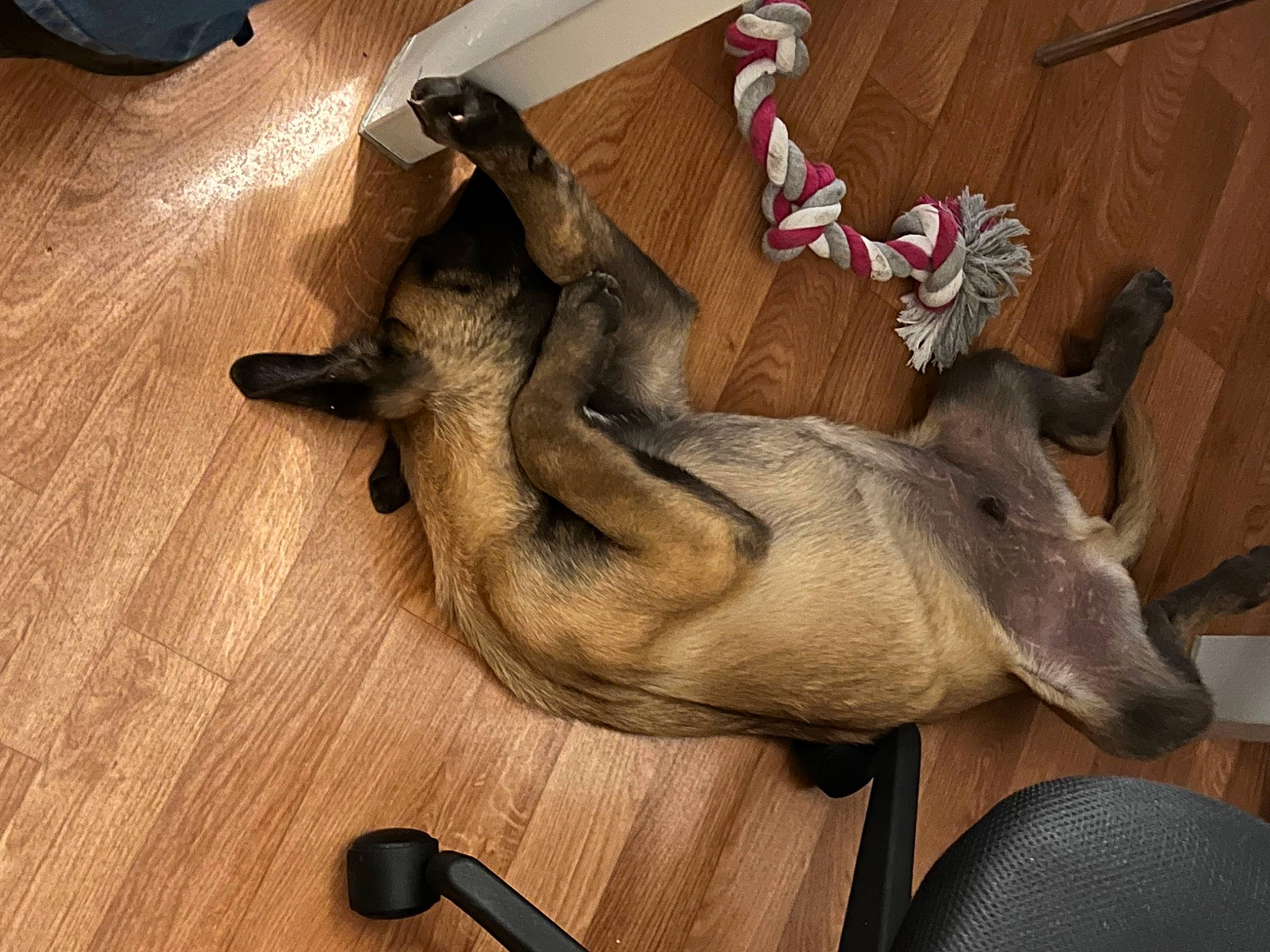 Elvis participe au concours pour gagner de l'argent avec cette photo : art, canidae, carnivore, comfort, companion_dog, dog, dog_breed, fawn, felidae, flooring, fur, hardwood, sculpture, sporting_group, tail, varnish, wood, wood_flooring, wood_stain, working_animal