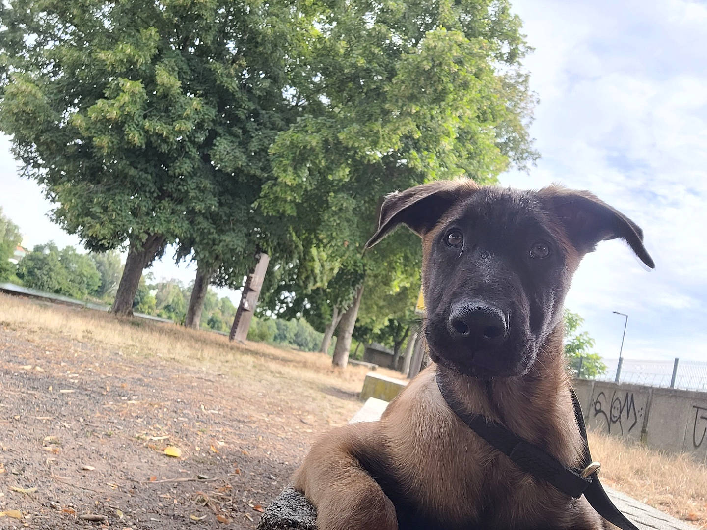 Elvis a rejoint le concours — aidez-le/la à gagner de superbes lots ! canidae, carnivore, cloud, collar, companion_dog, dog, dog_breed, dog_collar, fawn, grass, landscape, pet_supply, plant, sky, snout, sporting_group, tail, terrestrial_animal, tree, working_animal