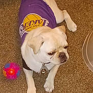 Chico is registered to the contest to win money with this photo: animal, bell, carpet, collar, cute, dog, floor, fur, household, indoor, lakers, looking_away, mammal, paw, pet, purple_clothing, resting, small_dog, toy, white_dog