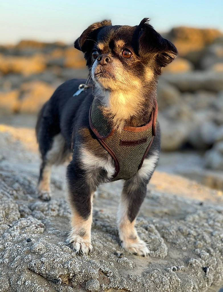 Bourbon joined the competition — help win amazing prizes! canidae, carnivore, collar, companion_dog, dog, dog_breed, dog_collar, fawn, fur, leash, pug, sky, snout, soil, sporting_group, tail, terrestrial_animal, toy_dog, whiskers, working_animal