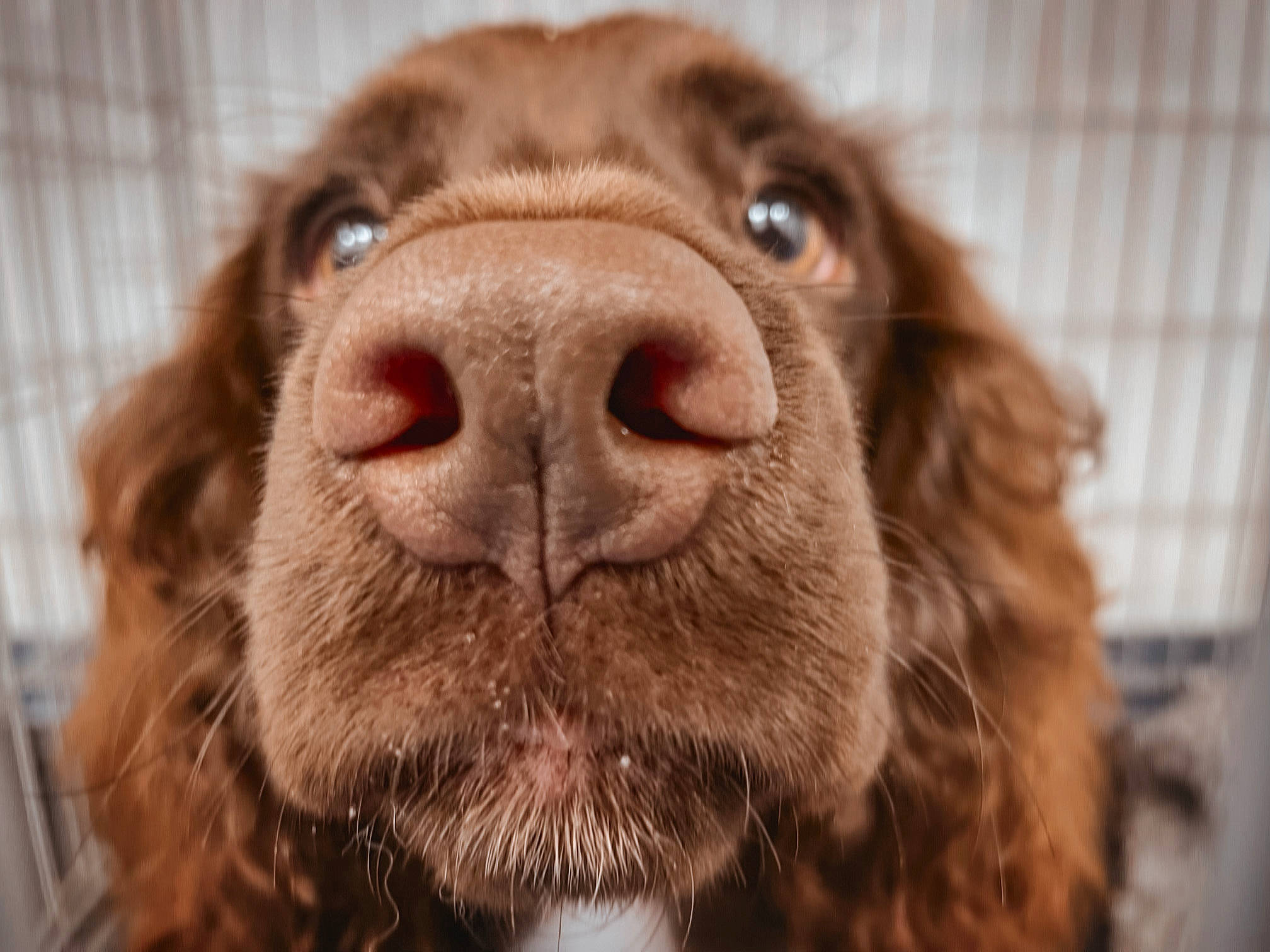 Brie joined the competition — help win amazing prizes! canidae, carnivore, close_up, companion_dog, dog, dog_breed, ear, fawn, fur, gun_dog, labrador_retriever, liver, retriever, snout, spaniel, sporting_group, terrestrial_animal, vertebrate, whiskers, working_animal