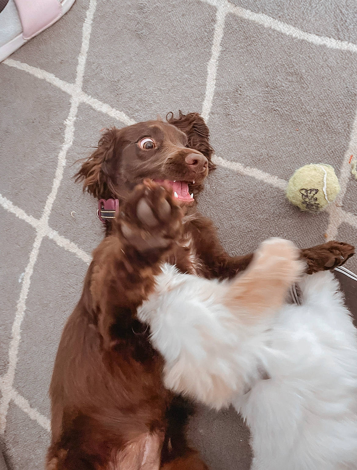 Brie is registered to the contest to win money with this photo: canidae, carnivore, cavalier_king_charles_spaniel, cocker_spaniel, collar, companion_dog, dog, dog_breed, dog_collar, fawn, fur, leash, liver, paw, snout, spaniel, sporting_group, tail, toy_dog, working_animal
