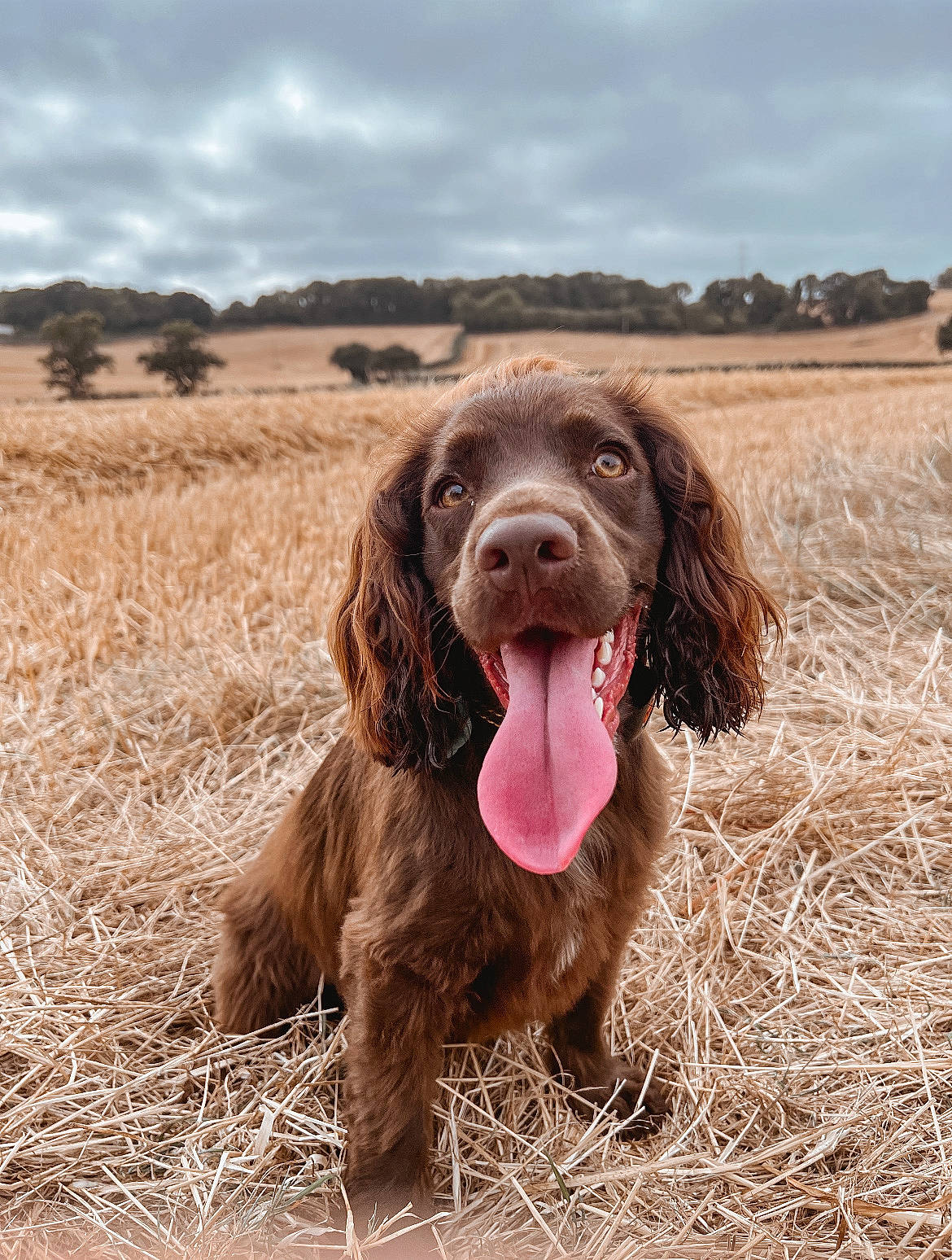 Brie is registered to the contest to win money with this photo: canidae, carnivore, cloud, companion_dog, dog, dog_breed, grass, gun_dog, hunting_dog, liver, plant, sky, snout, spaniel, sporting_group, terrestrial_animal, tree, water_dog, working_animal, working_dog