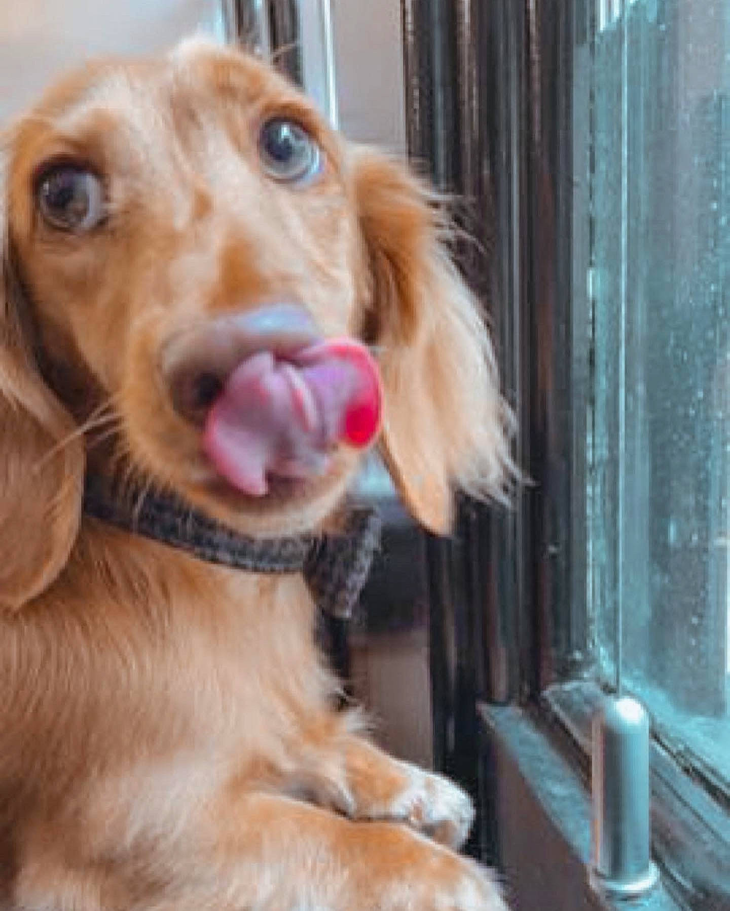 Baer joined the competition — help win amazing prizes! canidae, carnivore, companion_dog, dog, dog_breed, ear, eye, fawn, fur, gun_dog, hair, head, liver, pet_supply, retriever, snout, sporting_group, whiskers, wood, working_animal